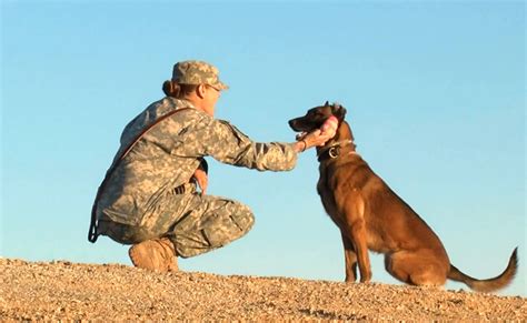 Soldier Dogs: Ultimate Protectors of the Battlefield